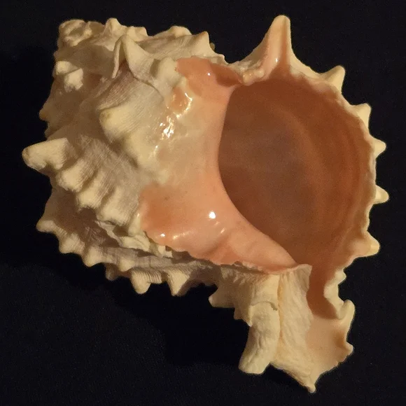 Unique Natural Seashell Collection-30yo Rare Hawaiian & 20yo Floridian, 2"-4.5" - Picture 8 of 15